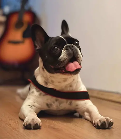 French Bulldog
