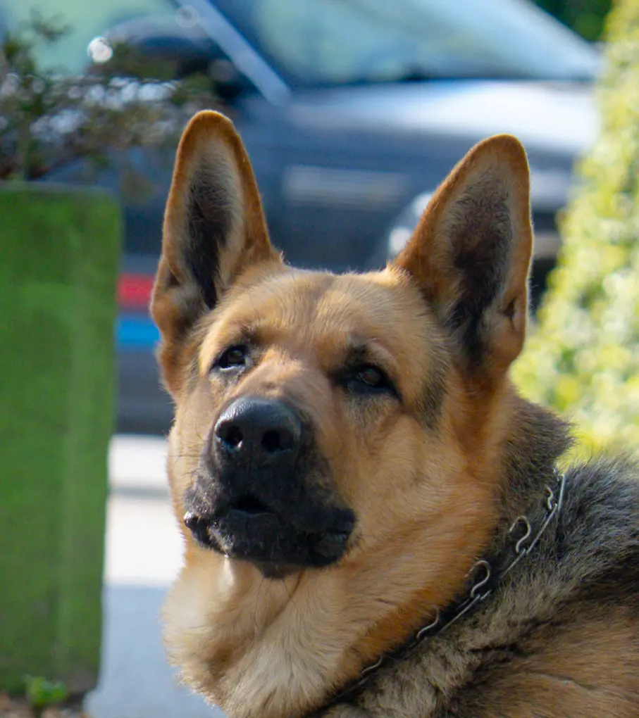 German Shepherd