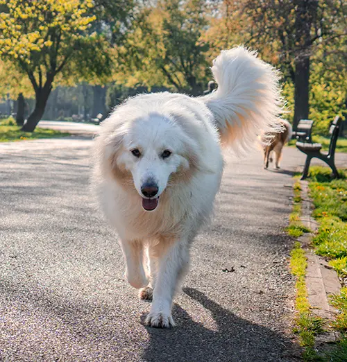 Great Pyrenees with owner