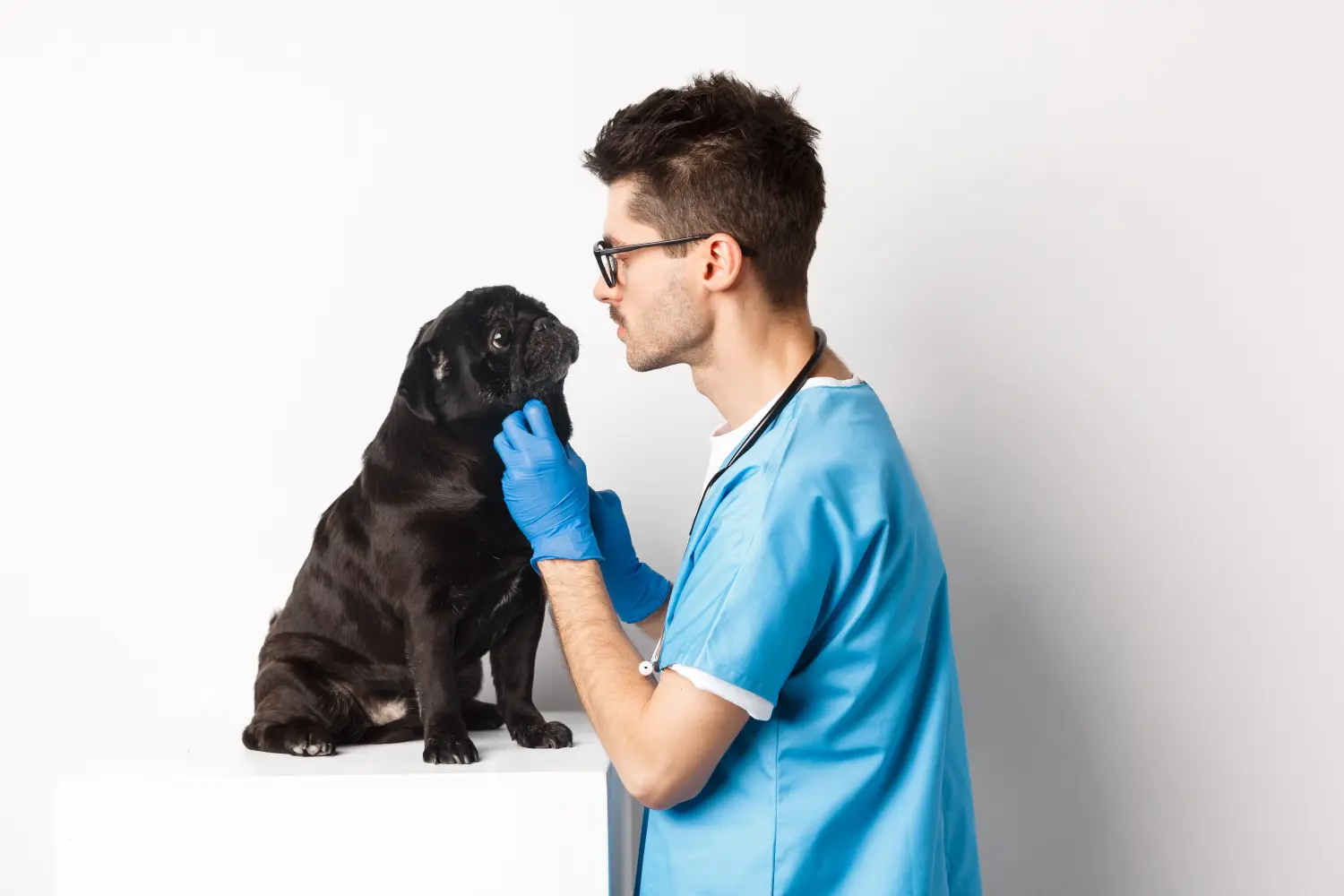 Veterinarian